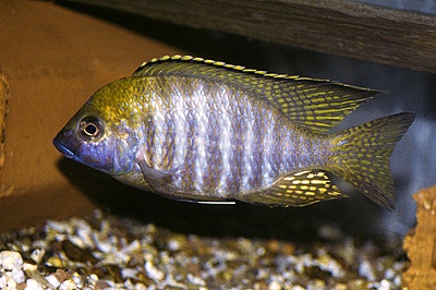 Lethrinops sp. 'aulonocara type' Liuli